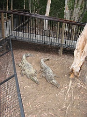 216 Hartley's Crocodile Farm